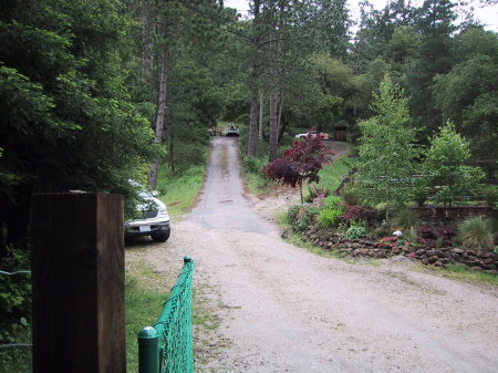 Looking from gate up the driveway