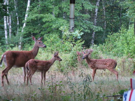 Mom & a couple of fawns