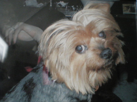Our Yorkshire Terrier Tiffany
