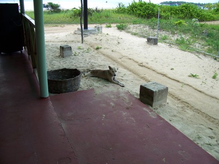 Stray Dog on Corn Island beach in Nicaragua