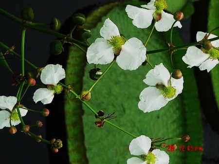 Flowers growing on back fence