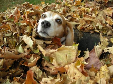 Lily and Leaf Pile
