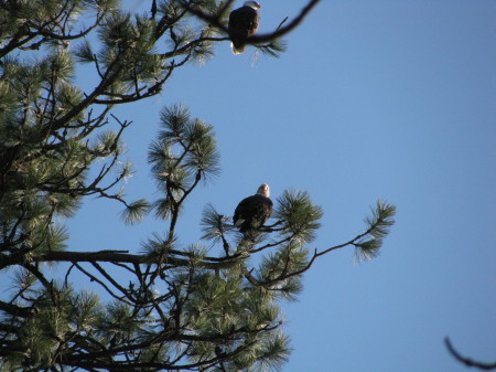 Bald Eagle hunting 2009