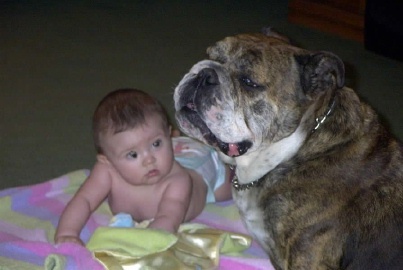 Bull Dog-Morgan and Rylen at 3 months