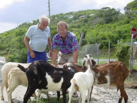 My goat herd in St. Thomas, USVI
