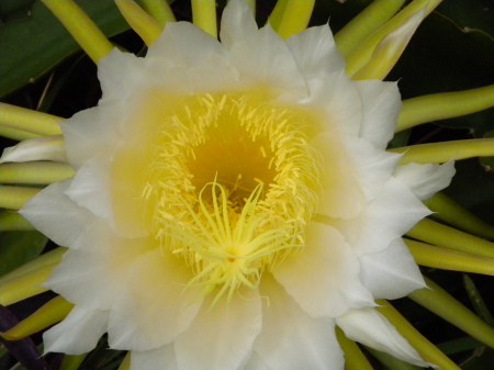 Close up of Night blooming cactus