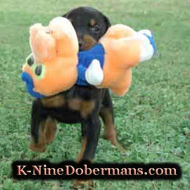 Doberman puppy
