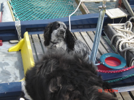 millie the sailing dog!