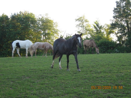 The Quarter Horses 2009