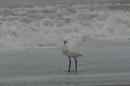 Bird in Sanibel