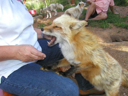 Fox feeding is legal