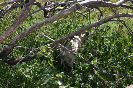 Goat in downtown Nevis