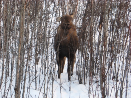 Moose in Alaska