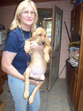 Zena my Bloodhound pup