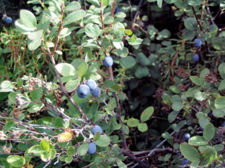 Bluberries