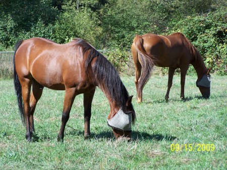 100_3709horses