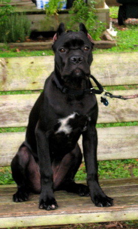 Petra - 7 month old Cane Corso