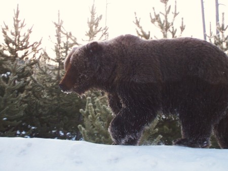 Preacher Bear