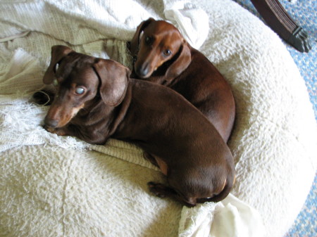 Hershey and Buster