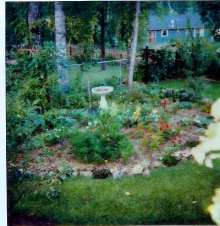 1983  My backyard garden