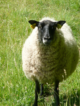 A Swedish Sheep