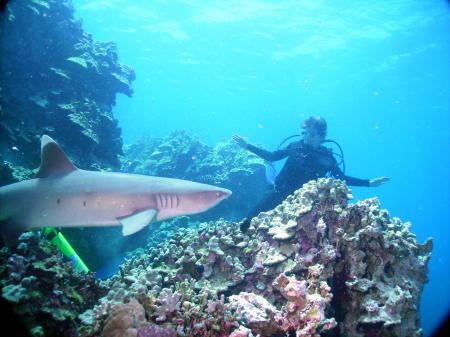 White tip shark