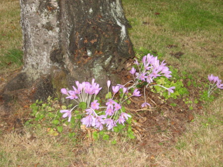 Fall Crocus...