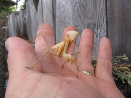 Praying Mantis