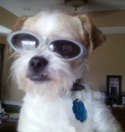 Toby's too cool for his fur!