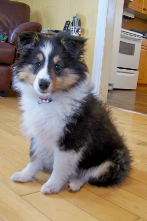 Marla, our new sheltie pup. (Jan, 2010)