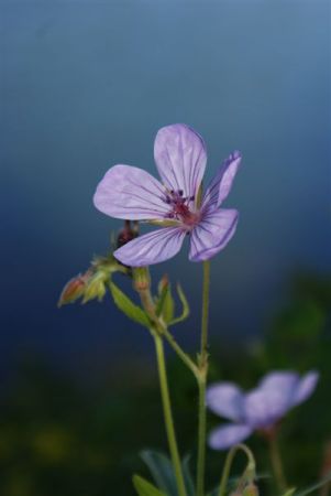 Sticky Geranium