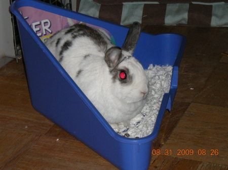 Bunny Dottie--spayed female