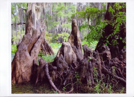 Cypress Knees