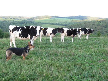 Bred Holstein Heifers