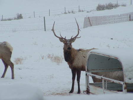 elk