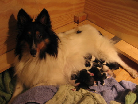 Moonie & 6 babies, 3 hours old. Dec. 2008