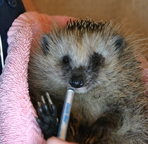 Hedge Hog Rescue