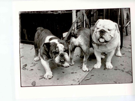 3 bad bulldogs in nyc 2006