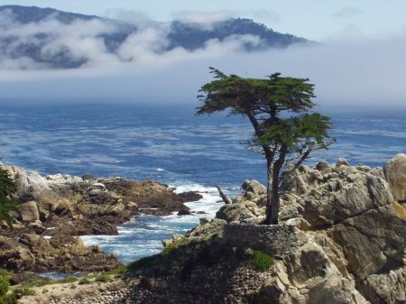 Lone Cypress in Monteray