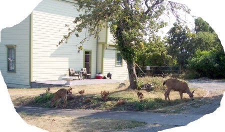 City Deer