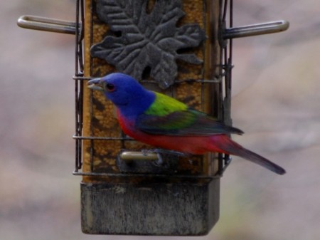 Painted Bunting