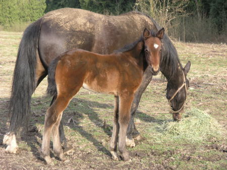 2009 Foal #2 - PUREFORM ROYALFLUSH