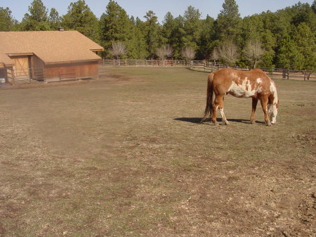 Shavano (My horse)