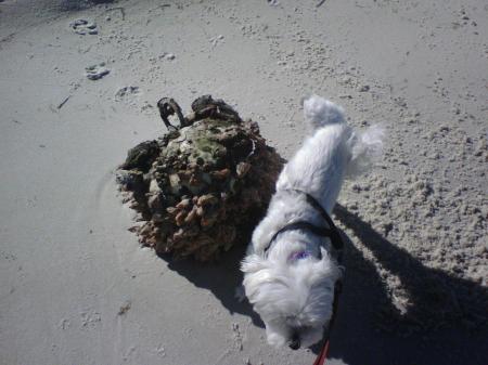 Beach Litter