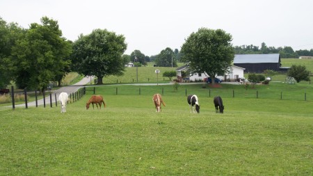 My Horses