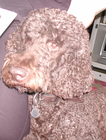 the poodle in my life Beau