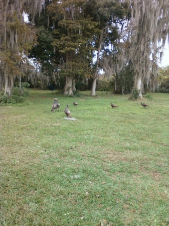 Florida turkeys