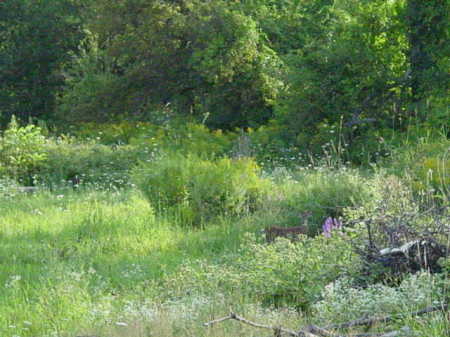 Fawn with spots in back yard 8-2009