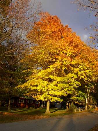 Fall - Northern WI