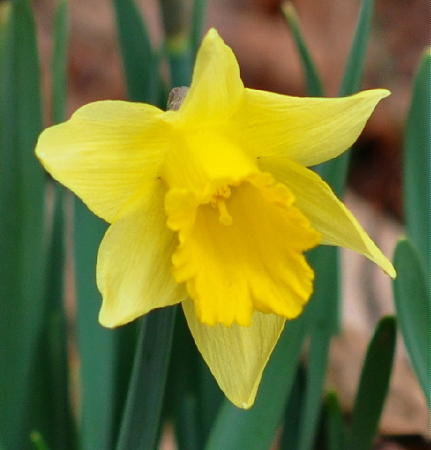 First daffodil of 2010